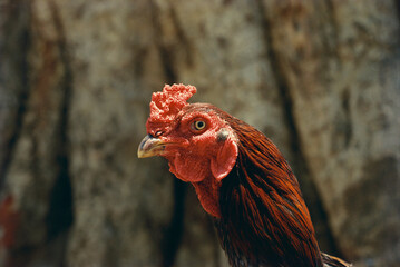Closeup of fighting cock