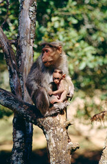 Bonnet macaque macaca radiata monkey mother and baby on tree trunk