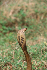 Reptiles snake Indian spectacled cobra naja naja