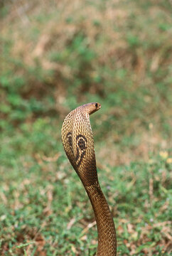Reptiles snake Indian spectacled cobra naja naja