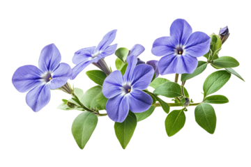 High-resolution periwinkle flower bouquet PNG with transparent background for seamless botanical cutouts, wedding invitation design, sublimation prints, digital scrapbooking and greeting cards