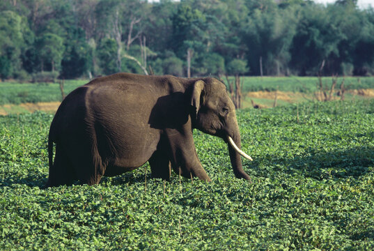 Elephant solitary tusker in Kabini in swamp India