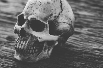 Detailed Close-Up of a Human Skull on Wooden Surface Background