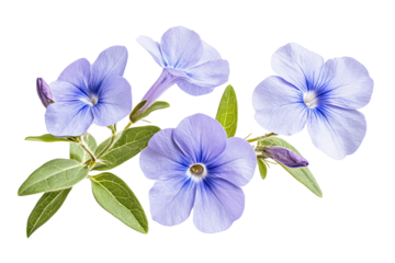 High-resolution periwinkle flower bouquet PNG with transparent background for seamless botanical cutouts, wedding invitation design, sublimation prints, digital scrapbooking and greeting cards