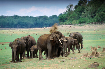 Wild elephant elephas maximus taking mud bath in Kabini, Karnataka, India