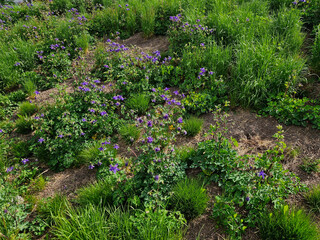 The deep blue Alpine columbine will be a beautiful addition to your flower beds or rock garden.