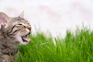Naklejka premium indoor cat eating fresh green cat grass for digestion and hairball relief on wooden floor, natural remedy for feline health, wellness and grooming care in cozy home environment