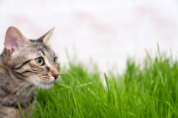 indoor cat eating fresh green cat grass for digestion and hairball relief on wooden floor, natural remedy for feline health, wellness and grooming care in cozy home environment