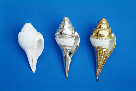 indian natural conch shell with silver and gold shells India
