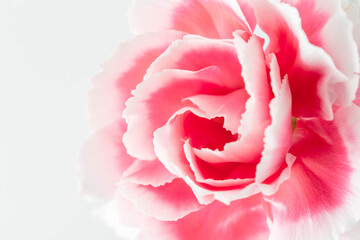 Beautiful Pink Flower with Soft Petals on White Background