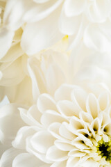 Obraz premium Soft White Flower Petals with Delicate Textures and Details