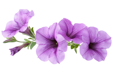 High-resolution vibrant pink petunia blossoms PNG on transparent background for seamless floral cutouts, wedding invitations, digital scrapbooking, sublimation prints and elegant botanical design