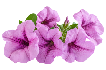 High-resolution vibrant pink petunia blossoms PNG on transparent background for seamless floral cutouts, wedding invitations, digital scrapbooking, sublimation prints and elegant botanical design
