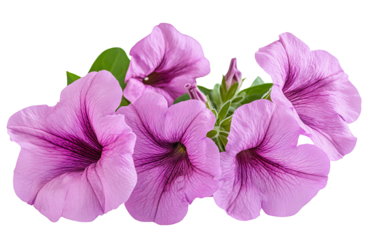 High-resolution vibrant pink petunia blossoms PNG on transparent background for seamless floral cutouts, wedding invitations, digital scrapbooking, sublimation prints and elegant botanical design
