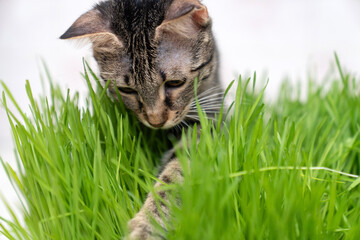 indoor cat eating fresh green cat grass for digestion and hairball relief on wooden floor, natural remedy for feline health, wellness and grooming care in cozy home environment
