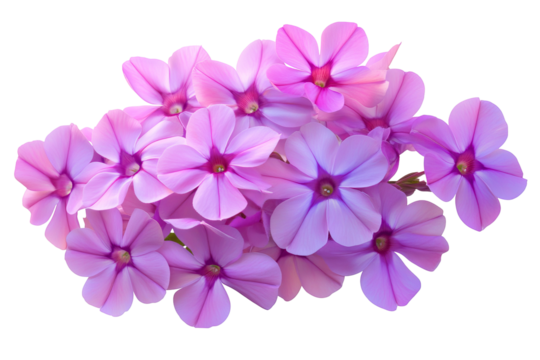 High-resolution phlox flower cluster isolated on transparent PNG background — ideal clipart for seamless botanical cutouts, greeting cards, wedding invitations, digital scrapbooking, sublimation print