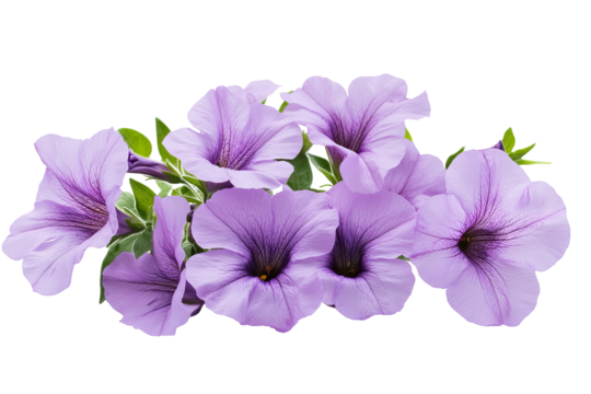High-resolution vibrant pink petunia blossoms PNG on transparent background for seamless floral cutouts, wedding invitations, digital scrapbooking, sublimation prints and elegant botanical design - Powered by Adobe