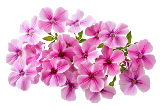 High-resolution phlox flower cluster isolated on transparent PNG background — ideal clipart for seamless botanical cutouts, greeting cards, wedding invitations, digital scrapbooking, sublimation print