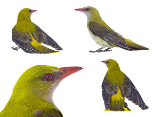  two Young Eurasian Golden Oriole (Oriolus oriolus) isolated on a white background