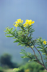 Cassia avriculata linn, English tanners cassia avaram, Hindi tarvar tarval, India