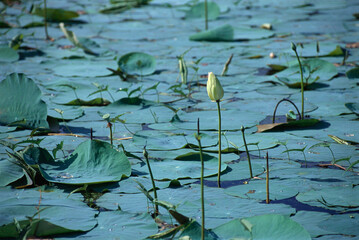 Lotus bud, nelumbo nucifera gaertn, India