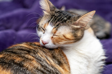 Adorable domestic cat grooming Itself, Fluffy pet cat cleaning fur. Cute feline hygiene and self...