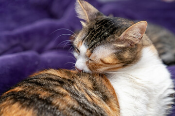 Adorable domestic cat grooming Itself, Fluffy pet cat cleaning fur. Cute feline hygiene and self care. Perfect for pet care, animal lovers, cat behavior content. pet ownership, pet friendship concept.