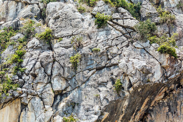 Detailed Textured Rock Surface with Green Vegetation Accents