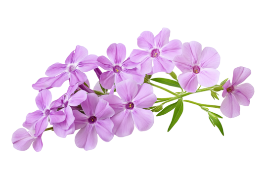 High-resolution phlox flower cluster isolated on transparent PNG background — ideal clipart for seamless botanical cutouts, greeting cards, wedding invitations, digital scrapbooking, sublimation print