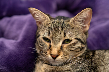 Relaxed Tabby Cat Sleeping on a Soft Purple Blanket. Cozy and Adorable Pet Resting in a Comfortable Home cold winter weather. Peaceful Feline Nap. Fluffy Domestic Cat Relaxation. Pet ownership.