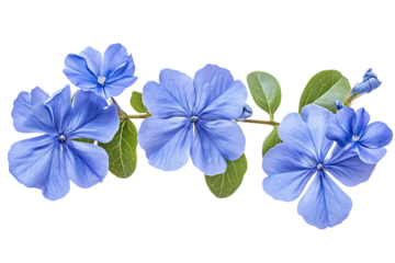 High-resolution cape leadwort (plumbago Auriculata) PNG clipart on transparent background — vibrant blue flower cluster perfect for seamless botanical cutouts, wedding invitations, sublimation prints