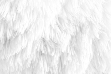 Soft White Texture with Delicate Feather-Like Details for Design