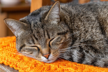 A contented tabby cat peacefully sleeps, resting its head on a vibrant orange knitted cushion, enjoying a moment of calm and tranquility in the warm sunlight.