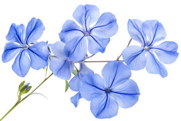 High-resolution cape leadwort (plumbago Auriculata) PNG clipart on transparent background — vibrant blue flower cluster perfect for seamless botanical cutouts, wedding invitations, sublimation prints