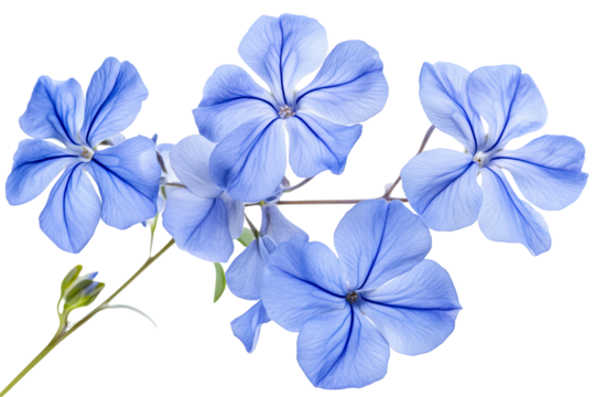High-resolution cape leadwort (plumbago Auriculata) PNG clipart on transparent background — vibrant blue flower cluster perfect for seamless botanical cutouts, wedding invitations, sublimation prints
