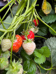 Close up of ripe and unripe strawberries growing in the garden
