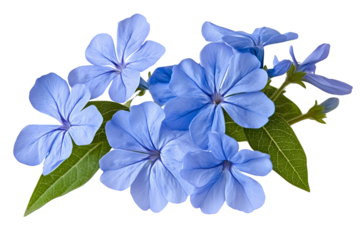 High-resolution cape leadwort (plumbago Auriculata) PNG clipart on transparent background — vibrant blue flower cluster perfect for seamless botanical cutouts, wedding invitations, sublimation prints