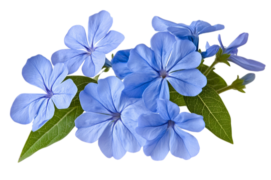 High-resolution cape leadwort (plumbago Auriculata) PNG clipart on transparent background — vibrant blue flower cluster perfect for seamless botanical cutouts, wedding invitations, sublimation prints - Powered by Adobe