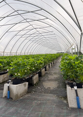 Many strawberry plants growing in a big greenhouse, industrial food production