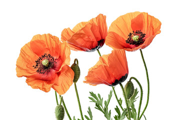High-resolution red poppy flower bouquet PNG clipart on transparent background for seamless botanical cutouts, wedding invitations, sublimation prints, scrapbooking, and floral graphic design projects