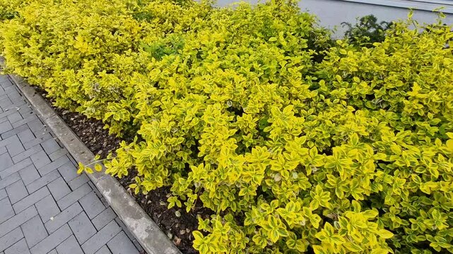 slow growing shrub in the growth cover along the sidewalk.