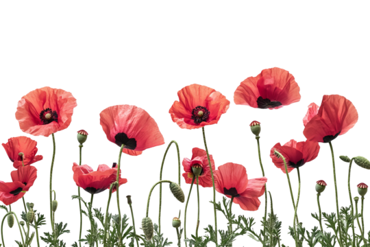 High-resolution red poppy flower bouquet PNG clipart on transparent background for seamless botanical cutouts, wedding invitations, sublimation prints, scrapbooking, and floral graphic design projects - Powered by Adobe