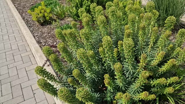 Euphorbia plant in park green poisonous leaves,  flower beds from the entrance of people dogs or bicycle entry into flower beds separates the lawn road road