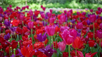 Vibrant tulips blooming in a colorful garden outdoors in the netherlands during spring with lush greenery in the background showcasing nature's beauty and floral diversity