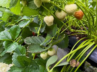 Close up of ripe and unripe strawberries growing in the garden