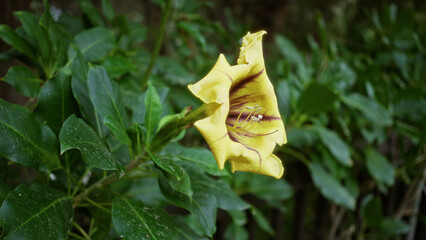 Solandra maxima in full bloom outdoors in spain, showcasing its vibrant yellow petals and lush...