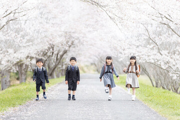 入学式イメージ　桜並木を歩く新一年生
