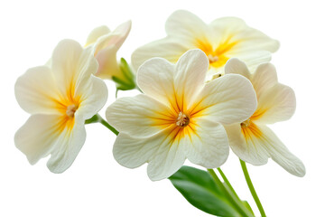 Naklejka premium High-resolution primrose flower cluster PNG on transparent background – seamless botanical cutout ideal for digital scrapbooking, wedding invitations, sublimation prints, greeting cards, and elegant