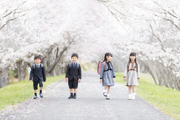 入学式イメージ　桜並木を歩く新一年生
