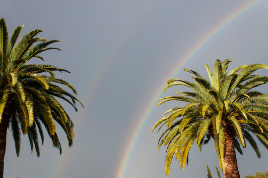 California Palm Trees and Rainbow